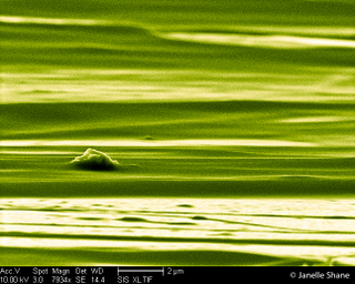 Illustration for article titled 16 Incredible Animals and Landscapes You Can Only See With a Microscope